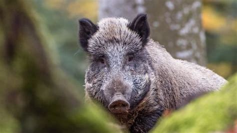 Scientists finally figured out what's making German wild boars ...