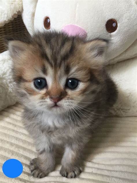 Пин на доске Beautiful kitten persian and chinchilla