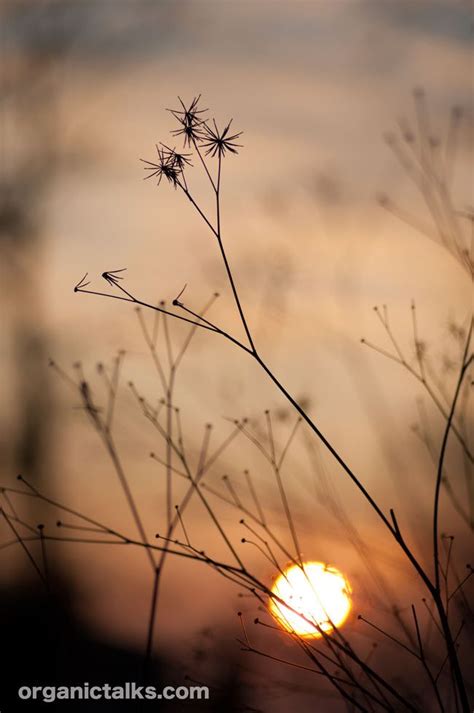 Sunset. Photography Journey, Artistic Photography, Macro Photography, Flowers Photography, Fine ...