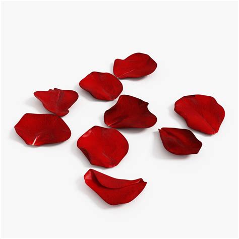 Rose Petals Free 3D Model - .c4d - Free3D