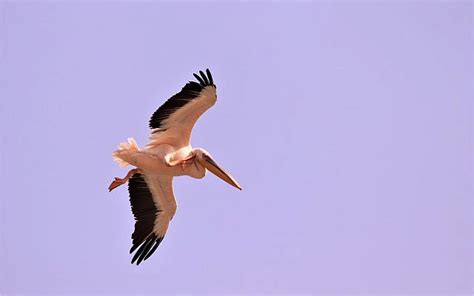 Pelican migration: A photo essay | Julian Alper | The Blogs