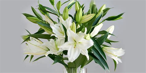 Know Why Lily Flowers are So Special | Speciality of Lily Flowers [site ...