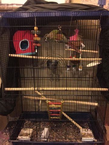 Green Cheek Conure with cage for Sale in Sapulpa, Oklahoma Classified | AmericanListed.com