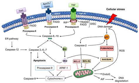 Molecules | Free Full-Text | Potential of Therapeutic Small Molecules in Apoptosis Regulation in ...