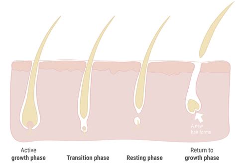 Plantur 21 | Premature hair loss