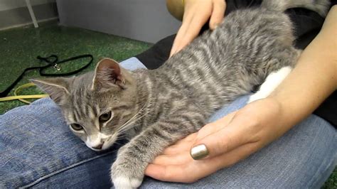 Jacob - 4 month old gray tabby male kitten - Peninsula Humane ...