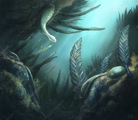 Ediacaran fauna, illustration - Stock Image - C051/3419 - Science Photo ...