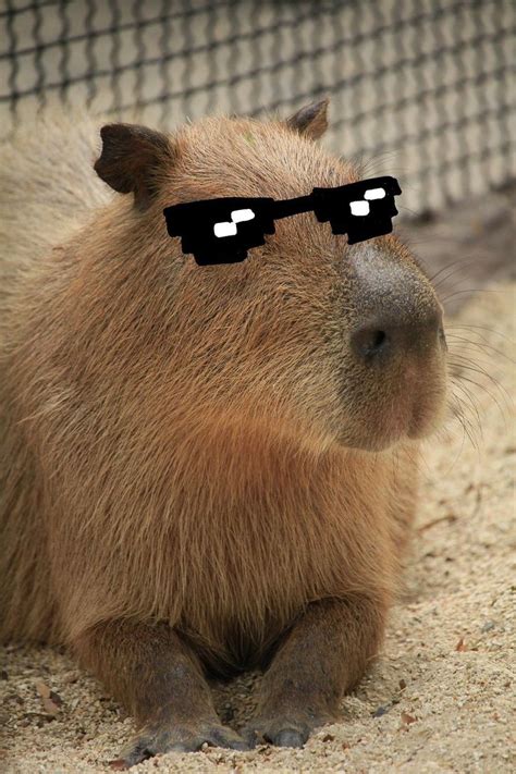 pet capybara funny capybaras animal aesthetic animal poster animal art funny animal pets animals ...