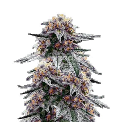 Purple Urkle Feminized Seeds - WeedSeedsExpress Australia