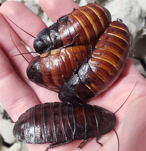 Amazon.com : 1 Live Breeding Pair Madagascar Hissing Cockroach 2 Count! - TheFrogHouse Brand ...