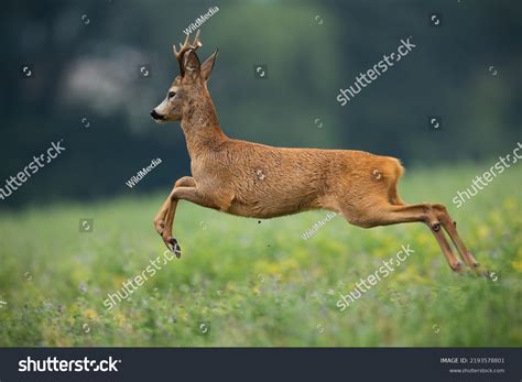 Roe Deer Buck Running Away Danger Stock Photo 2193578801 | Shutterstock