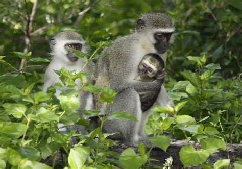 Vervet Monkey - Facts, Diet, Habitat & Pictures on Animalia.bio