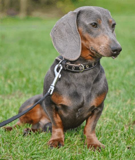 Blue Dachshund: Breed Info, Temperament, Health, and Costs