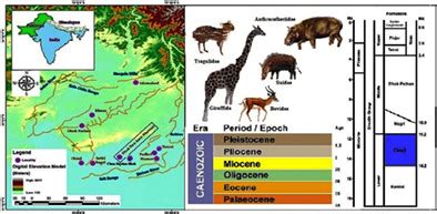 New artiodactyla fossils from Middle Miocene deposits of Chakwal, Punjab, Pakistan - Samiullah ...