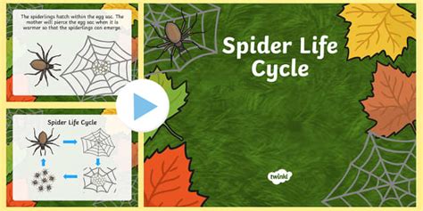 Spider Life Cycle PowerPoint (teacher made) - Twinkl