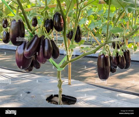 Purple eggplant on its tree Stock Photo - Alamy