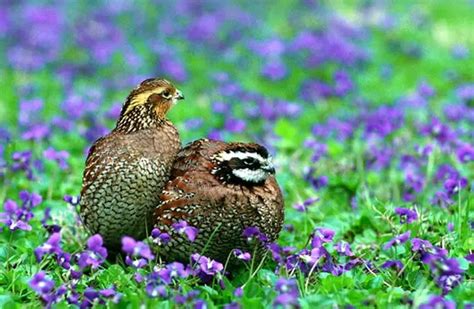 Bobwhite Quail - Description, Habitat, Image, Diet, and Interesting Facts