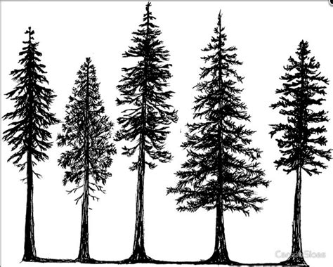 Pine Tree Line Drawing at GetDrawings | Free download