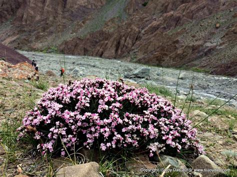 Trekking and Photography in the Himalaya: Ladakh | Flowers