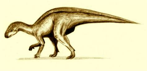 Rhabdodon Dinosaur, facts | information - Rhabdodon challengeri