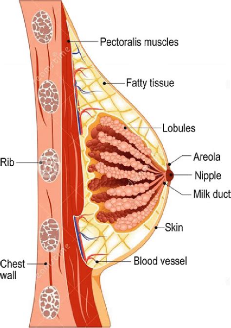 Mammary Gland Anatomy