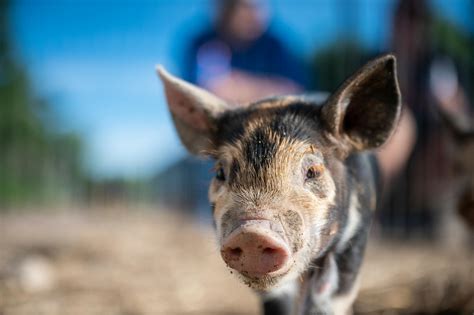 Curious little piglet walking on sunny farmland · Free Stock Photo