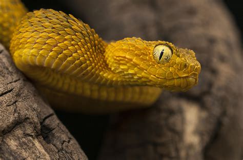 25 Terrifying...ly Awesome Snake Portraits - 500px