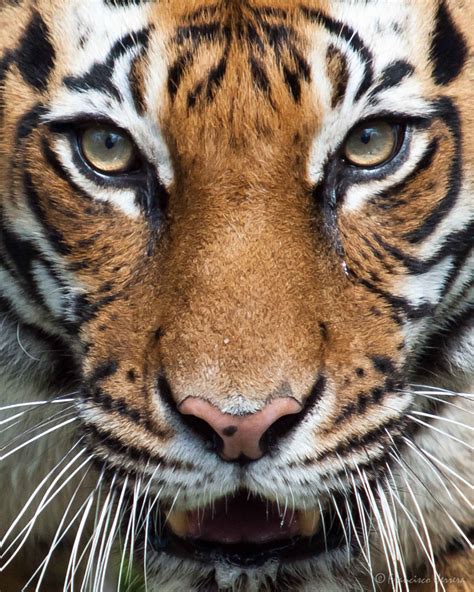 Tevy, female Malayan Tiger by Francisco Herrera / 500px