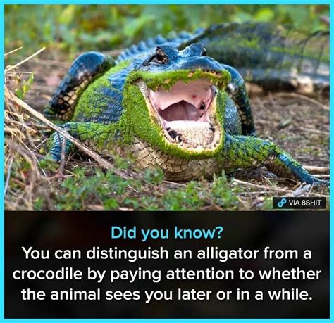 Alligator meme Weed Memes, Dankest Memes, Funny Memes, How To Know, Did You Know, Jake From ...