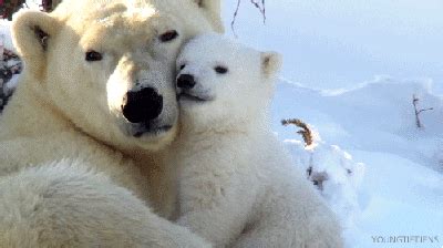 Polar Bear Cub GIFs - Find & Share on GIPHY