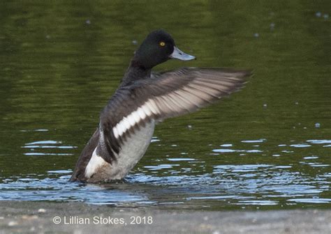 STOKES BIRDING BLOG: Lesser Scaup Identification