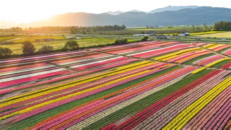 Ribbons of colour seen from high above Abbotsford Tulip Festival | CBC News