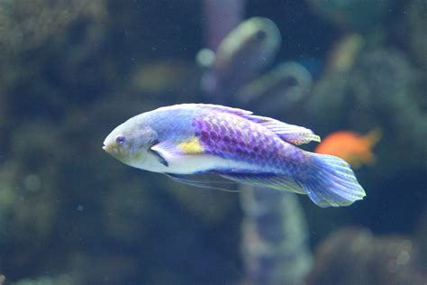 Purple Fish Free Photo Download | FreeImages