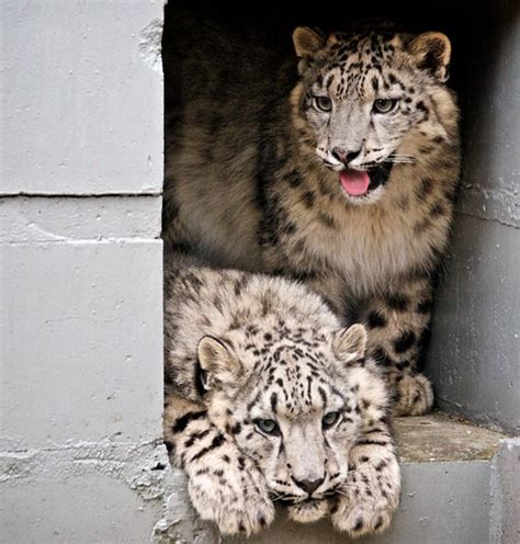 Snow Leopard Cubs | Alpha and Omega, 8 months old | Andrew Halliday ...