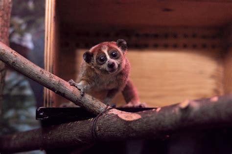 Pygmy slow loris | Smithsonian's National Zoo