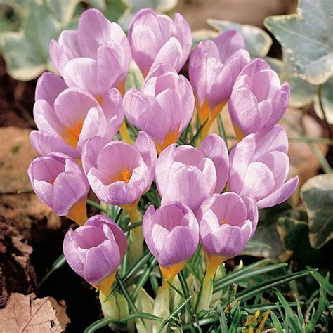 Crocus - Database Plants