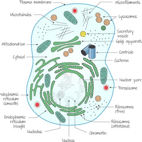 Draw The Ultra Structure Of Cell And Explain Organelles. – Learn Loner