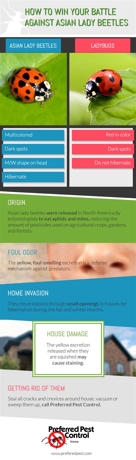 Infographic | Win Your Battle Against Asian Lady Beetles