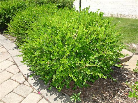Small Bushes For Landscaping