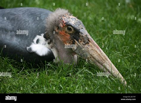 bird birds feathers beak scavenger feathering striking beaks marabou beauty Stock Photo - Alamy