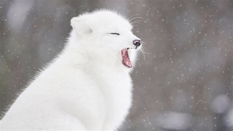 Cute Baby Snow Fox
