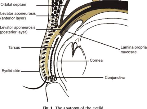 Figure 1 from The Biomechanics of eyelid tarsus tissue. | Semantic Scholar