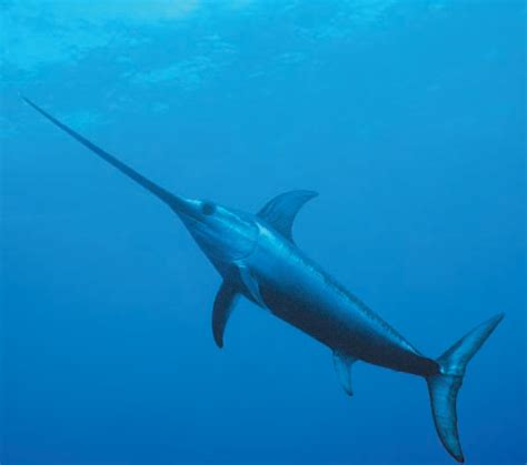 Swordfish ~ Aquatic Animals