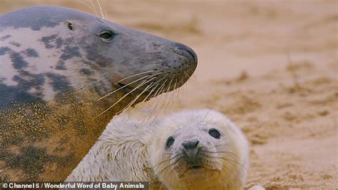 Heart-breaking moment a first-time-mother seal won't feed her pup ...