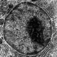 Cell nucleus - wikidoc