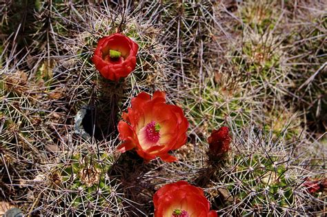 Flowers Arizona Cactus - Free photo on Pixabay - Pixabay