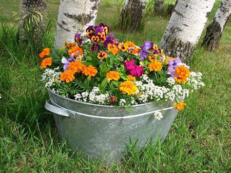 Growing Annuals in Pots: Follow These Tips for Beautiful Flowers - Turning the Clock Back