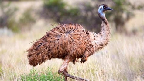 From poo to plate: How emus help produce Australia’s best native foods ...