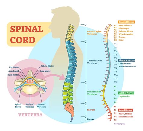 What is the Spinal Cord and What Does it Do?