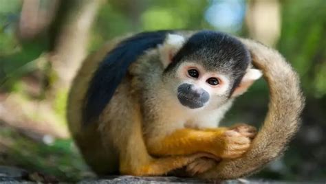 Can Squirrel Monkeys Be Kept as Pets? - Petculiars